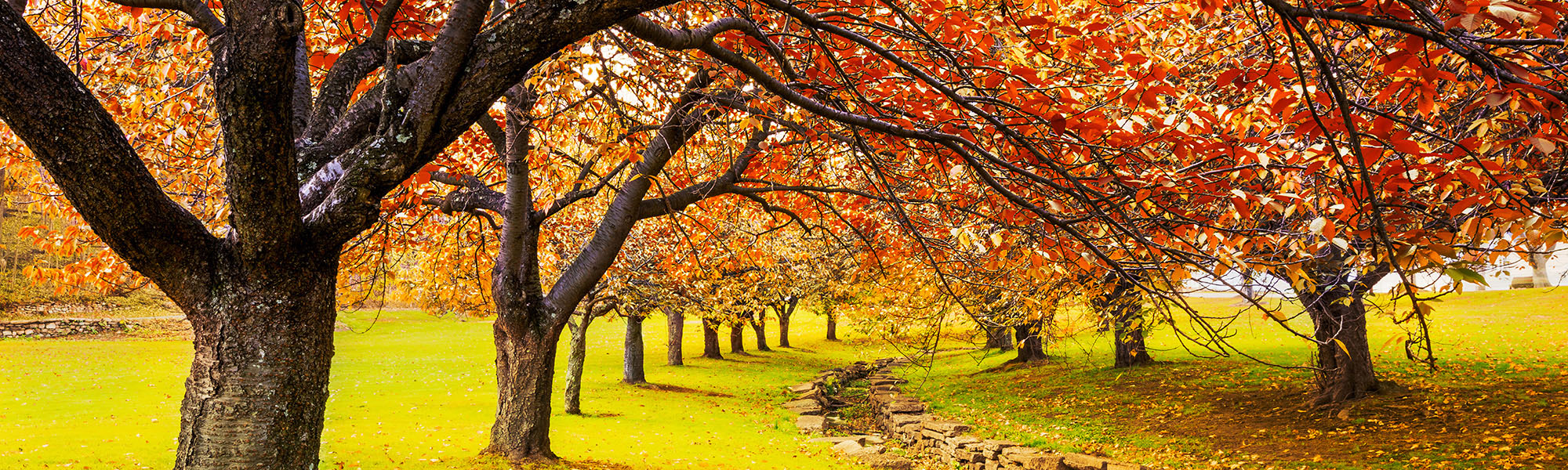 Fall Event Web Header Fall Event Web Header