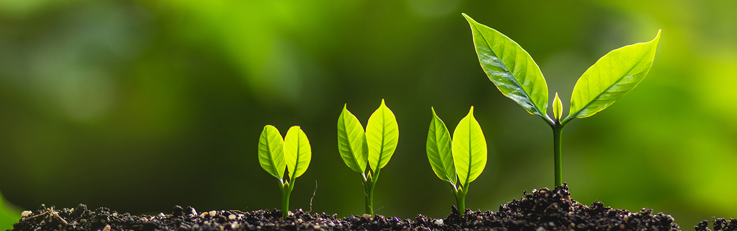 pant_horizontal Plant image