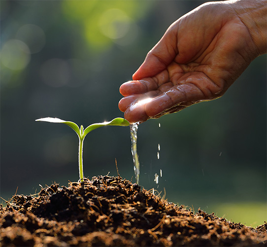 plant_handwatering Plant watering by hand