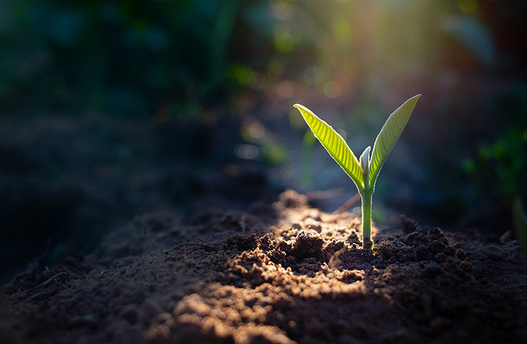 plant_light_dramatic