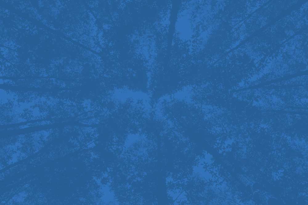Photo_FoliageTexture_Small Photo_FoliageTexture_Small